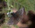 Hesperia comma on white flower