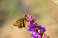 Hesperiidae butterfly