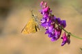 Hesperiidae butterfly and flowers