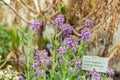 Hesperis Bicuspidata flowers in Saint Gallen in Switzerland