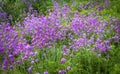 Hesperis Matronalis, background.