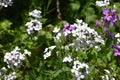 Hesperis matronalis commonly known s Dame's Rocket