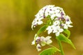 Hesperis matronalis, damask violet