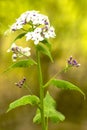 Hesperis matronalis, damask violet Royalty Free Stock Photo