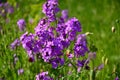 Hesperis matronalis, damask violet in a green meadow Royalty Free Stock Photo