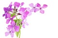 Hesperis matronalis (Dame's Rocket) Royalty Free Stock Photo