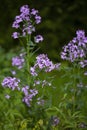 Hesperis matronalis (Dame\'s rocket, Sweet rocket), - the plant was originally used for its medicinal properties.