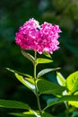 Hesperis matronalis flower growing in the sun