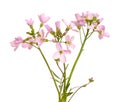 Hesperis matronalis flower on white background