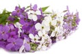 Hesperis matronalis flowers Royalty Free Stock Photo