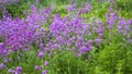 Hesperis Matronalis. Royalty Free Stock Photo