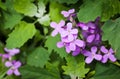 Hesperis Matronalis.