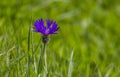 Hesperis matronalis