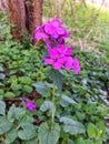 Hesperis matronalis. Pink flowers. Spring flowers.