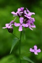 Hesperis matronalis purple field flower