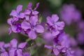 Hesperis matronalis is a self-grown flower in suitable hapitates Royalty Free Stock Photo