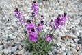 Hesperis matronalis is up to a meter tall herb who only blooms nicely, but in accordance with its species name it also smells.