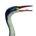 Hesperornis Bird Head