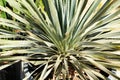 Hesperoyucca Whipplei plant Royalty Free Stock Photo