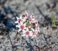 Hessea cinnamomea Royalty Free Stock Photo