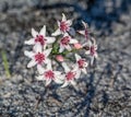 Hessea cinnamomea Royalty Free Stock Photo