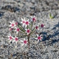 Hessea cinnamomea Royalty Free Stock Photo