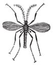 Hessian fly, or Mayetiola destructor vintage engraving