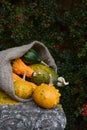 Burlap sack spilling green and orange warty ornamental gourds Royalty Free Stock Photo