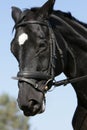 Hessian warmblood horse Royalty Free Stock Photo