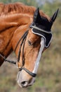 Hessian warmblood horse Royalty Free Stock Photo