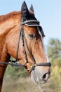 Hessian warmblood horse Royalty Free Stock Photo