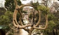 Hessian wrapped branches of traditional trained pine tree, Tokyo