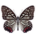 Hestina assimilis, male of red ring skirt butterfly in family Nymphalidae in Asia
