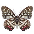 Hestina assimilis red ring skirt butterfly forewing view isolated on white background