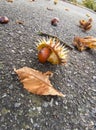 ÃÂ¡hestnut with dry leaves on the asphalt Royalty Free Stock Photo