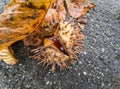 ÃÂ¡hestnut with dry leaves on the asphalt Royalty Free Stock Photo