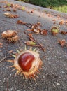 ÃÂ¡hestnut with dry leaves on the asphalt Royalty Free Stock Photo
