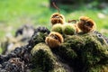 ÃÂ¡hestnuts in a half-open prickly shell lie on a stump covered with green moss Royalty Free Stock Photo