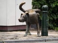 Het Zinneke Pis bronze statue sculpture dog peeing urinating at pole in Brussels Belgium Europe