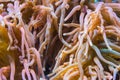 Heteractis magnifica, Colored long tentacle Anemone