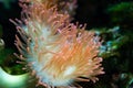 Heteractis magnifica, Colored long tentacle Anemone Royalty Free Stock Photo