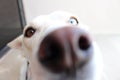 Heterochromia Rescue Dog Snout Close-up Royalty Free Stock Photo