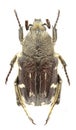 Heterocnemis graeca