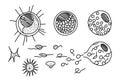 Heterogenic monads nittela origin, vector illustration.