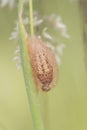 Heterogynis paradoxa cocoon of this moth on an Artemisia plant formed by very thin orange-brown silk fibers allowing the chrysalis