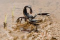 Heterometrus longimanus, Asian Forest scorpion in natural habitat, India