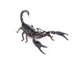Heterometrus longimanus back scorpion.Emperor Scorpion, Pandinus imperator.scorpion isolate on white background. Royalty Free Stock Photo