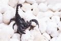 Heterometrus longimanus back scorpion.Emperor Scorpion, Pandinus imperator.scorpion isolate on white background Royalty Free Stock Photo