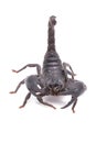 Heterometrus longimanus back scorpion.Emperor Scorpion, Pandinus imperator.scorpion isolate on white background Royalty Free Stock Photo