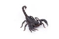 Heterometrus longimanus back scorpion.Emperor Scorpion, Pandinus imperator.scorpion isolate on white background